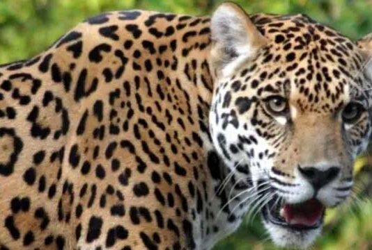 धारी ब्लॉक में गुलदार का हमला, गंगा देवी हुई शिकार; वन विभाग पर सवाल