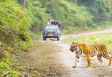 कॉर्बेट और राजाजी में फिर गूंजेगी सैलानियों की रौनक — वन्यजीवों से नज़दीकी मुलाकात का मौका