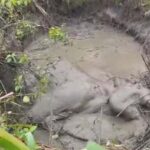 हाथी के बच्चे का शव मिलने से वन विभाग में हड़कंप