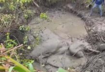 हाथी के बच्चे का शव मिलने से वन विभाग में हड़कंप