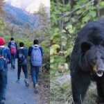 सीटियां बजाते स्कूल जाते बच्चे: भालू के डर से दहशत में ग्रामीण क्षेत्र