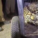 वन विभाग की मेहनत रंग लाई: आतंक फैलाने वाला गुलदार पिंजरे में कैद