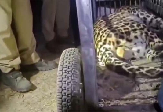 वन विभाग की मेहनत रंग लाई: आतंक फैलाने वाला गुलदार पिंजरे में कैद