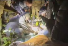 दहशत का सफाया: वन विभाग के जाल में फंसा बाघ, गांवों में लौटी रौनक