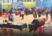 पूर्व विधायक ने माइक छीन लिया, सांड और हंगामे के बीच लोगों की समस्याएं हुईं हल