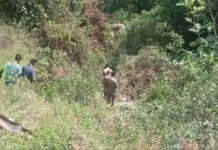 उत्तराखंड में फिर दर्दनाक सड़क हादसा: खाई में गिरी कार, महिला की मौत