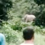 जंगली हाथी का खौफनाक हमला, वन गुर्जर को कई बार पटका; हुई मौत