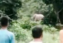 जंगली हाथी का खौफनाक हमला, वन गुर्जर को कई बार पटका; हुई मौत