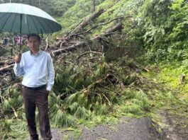 हल्द्वानी-नैनीताल हाईवे पर अचानक गिरा विशाल पेड़, कुमाऊं आयुक्त दीपक रावत ने संभाली कमान